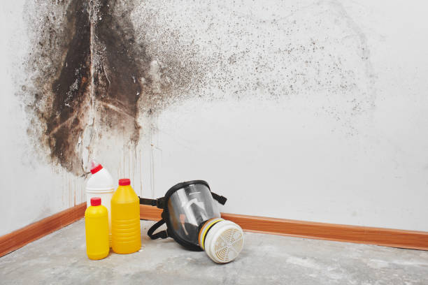 Best White Mold Remediation in Hillsdale, MI
