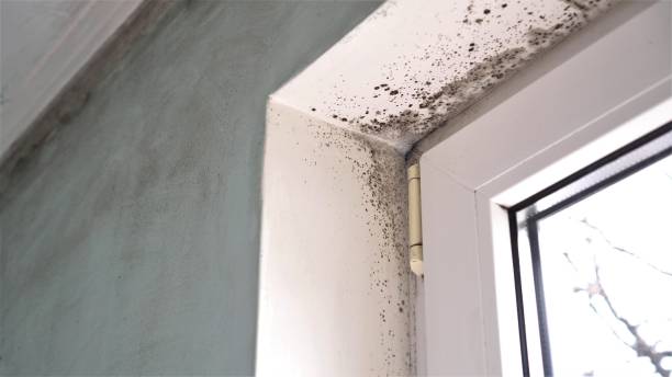 Trusted Hillsdale, MI Mold Remediation Experts