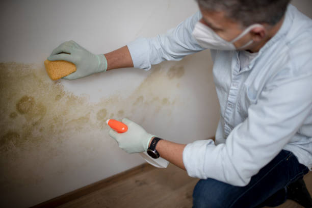 Best Commercial Mold Remediation in Hillsdale, MI