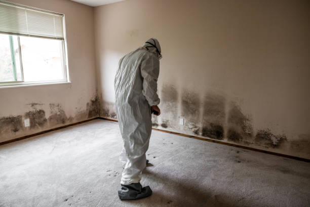 Best Bathroom Mold Remediation in Hillsdale, MI