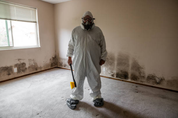 Best Emergency Mold Remediation in Hillsdale, MI